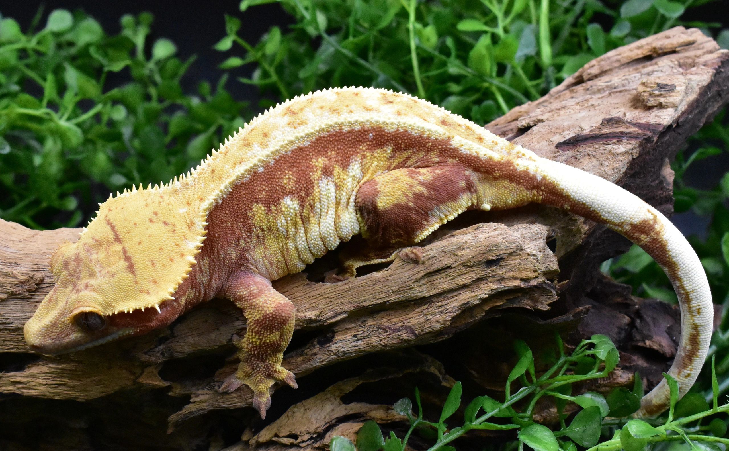 Crested Geckos Posey Cresteds